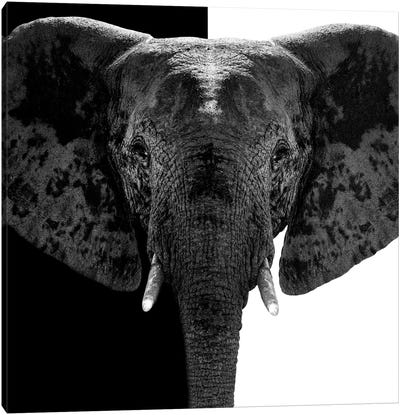 Elephant B&W IV Canvas Art Print - African Safari