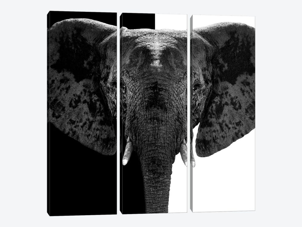 Elephant B&W IV by Philippe Hugonnard 3-piece Canvas Artwork
