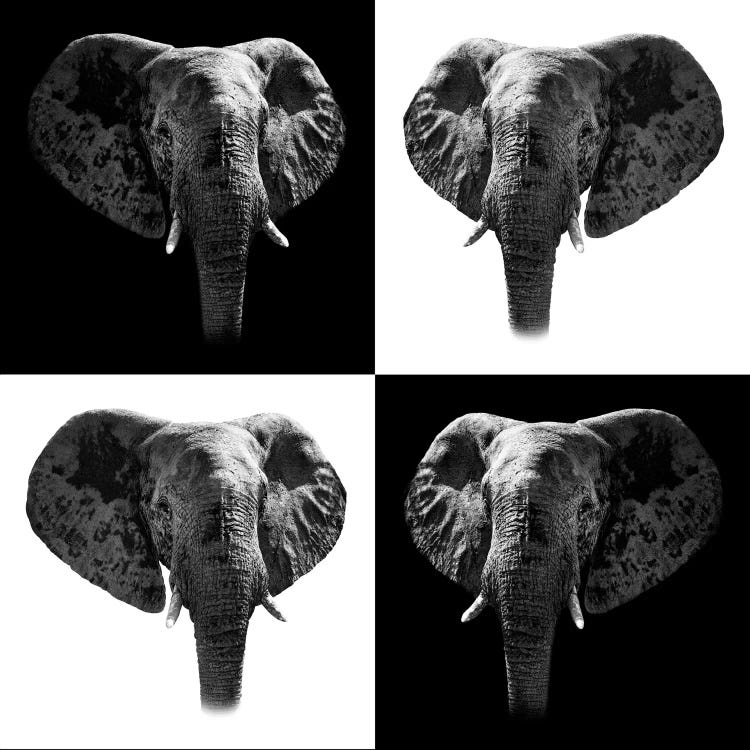 Elephants II