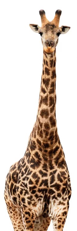 Giraffe White Edition III