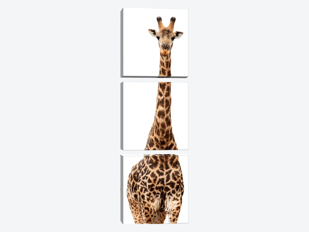 Giraffe White Edition III by Philippe Hugonnard 3-piece Canvas Wall Art