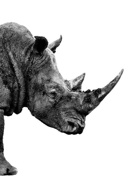 Rhino White Edition IV by Philippe Hugonnard wall art