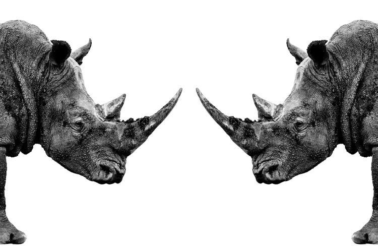 Rhinos Face to Face White Edition by Philippe Hugonnard wall art