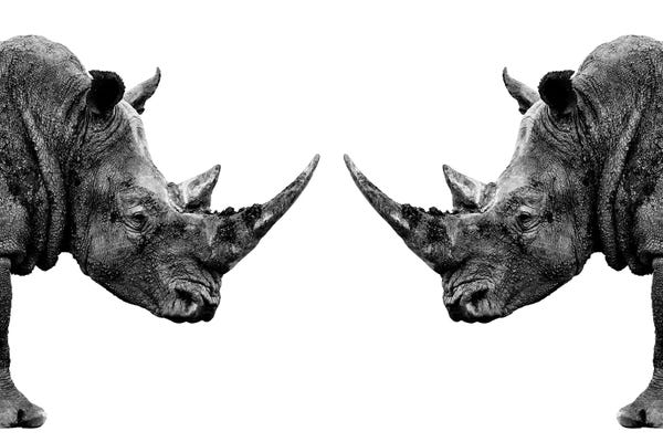 Black & White: Rhinos Face to Face White Edition by Philippe Hugonnard