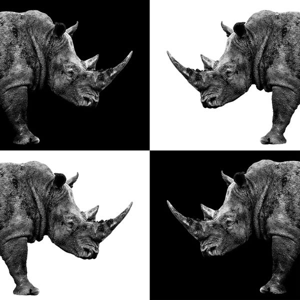 Rhinoceroses: Rhinos II by Philippe Hugonnard
