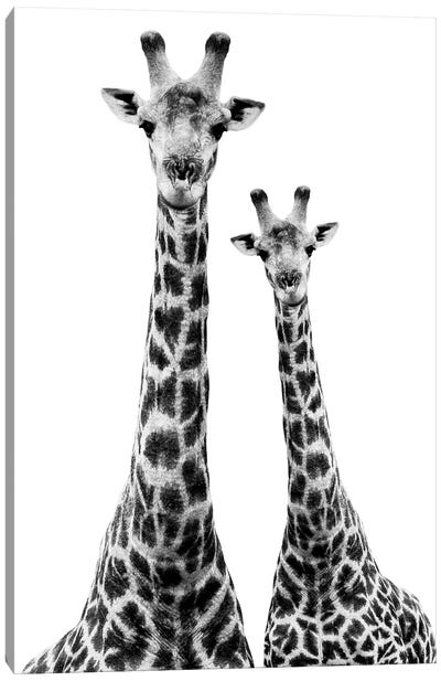 Two Giraffes White Edition II Canvas Art Print - Black & White Art