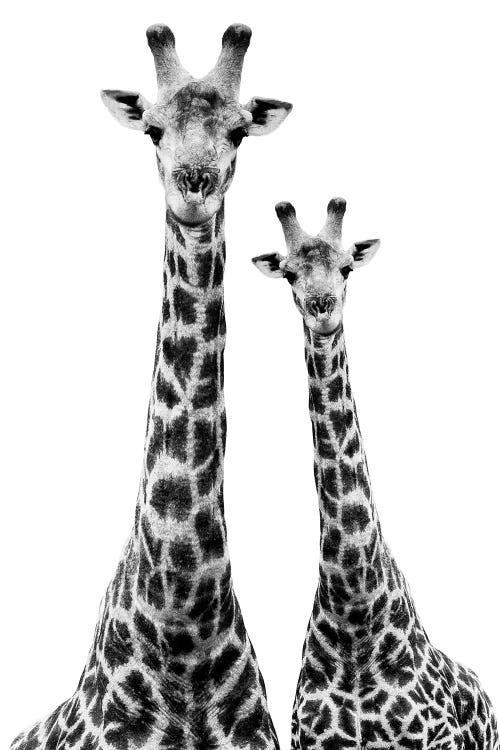 Two Giraffes White Edition II by Philippe Hugonnard wall art