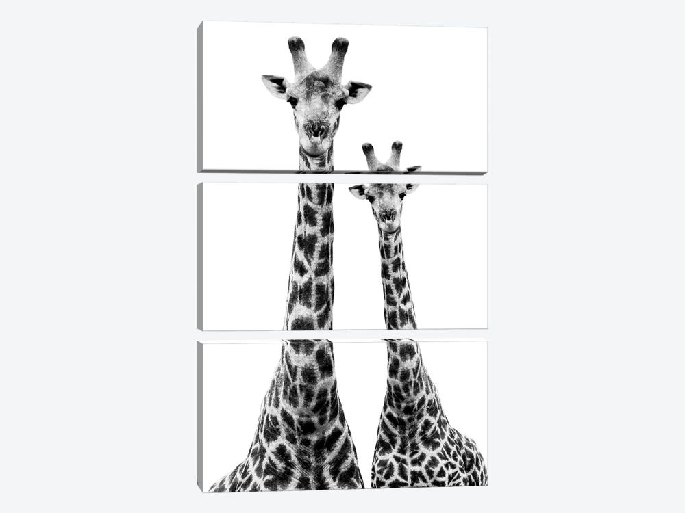Two Giraffes White Edition II by Philippe Hugonnard 3-piece Canvas Art Print