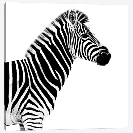 Zebra White Edition II Canvas Print #PHD261} by Philippe Hugonnard Canvas Artwork