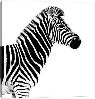 Zebra White Edition II Canvas Art Print - Zebra Art