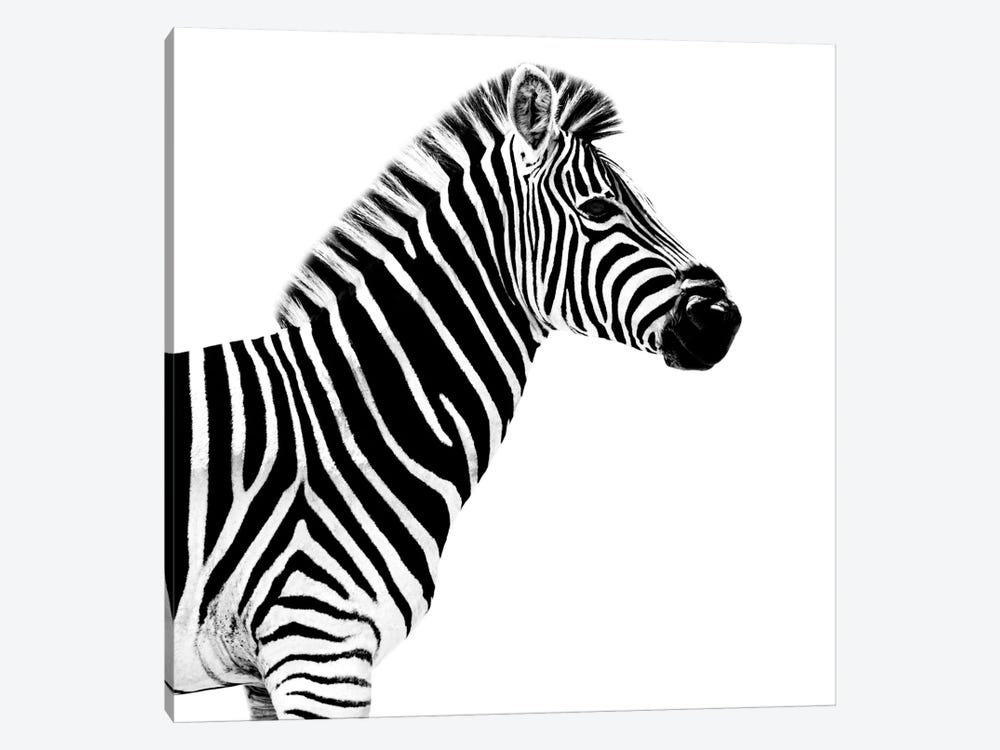 Zebra White Edition II by Philippe Hugonnard 1-piece Canvas Wall Art
