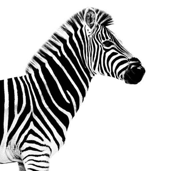 Zebras: Zebra White Edition II by Philippe Hugonnard