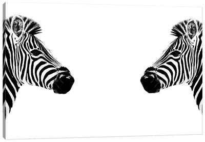 Zebras Face to Face White Edition Canvas Art Print - Zebra Art