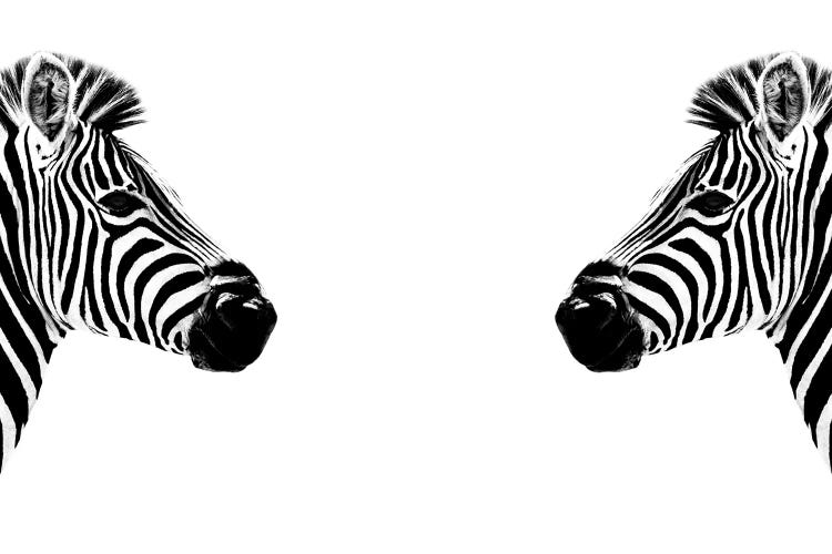 Zebras Face to Face White Edition