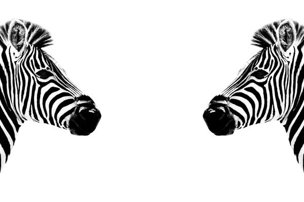 Zebras Face to Face White Edition