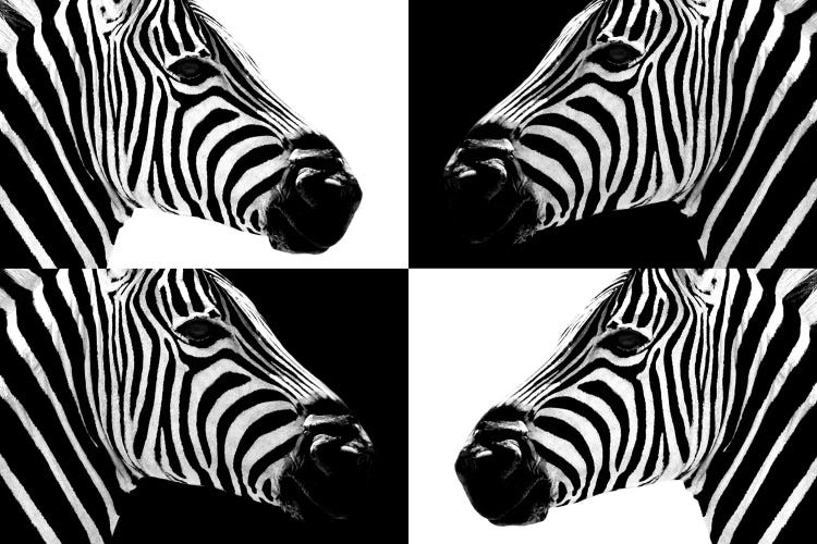 Zebras III