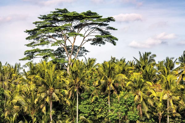 Indonesia: Giant Tree by Philippe Hugonnard