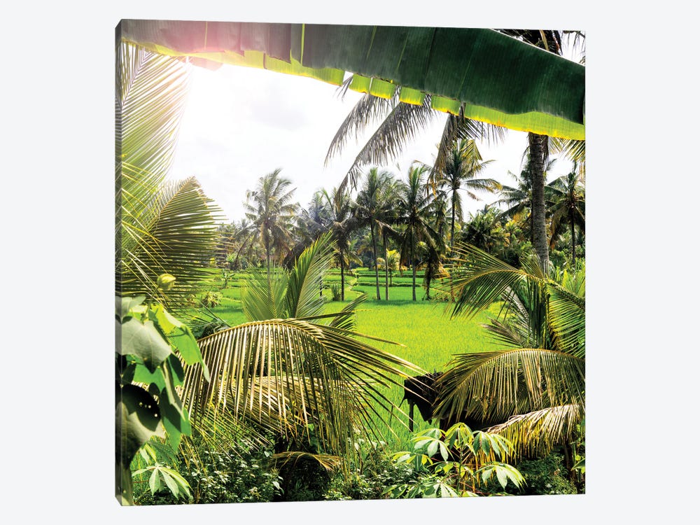 Between Palm Leaves by Philippe Hugonnard 1-piece Canvas Art