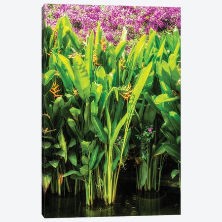 Heliconia Canvas Print #PHD2676} by Philippe Hugonnard Canvas Art Print