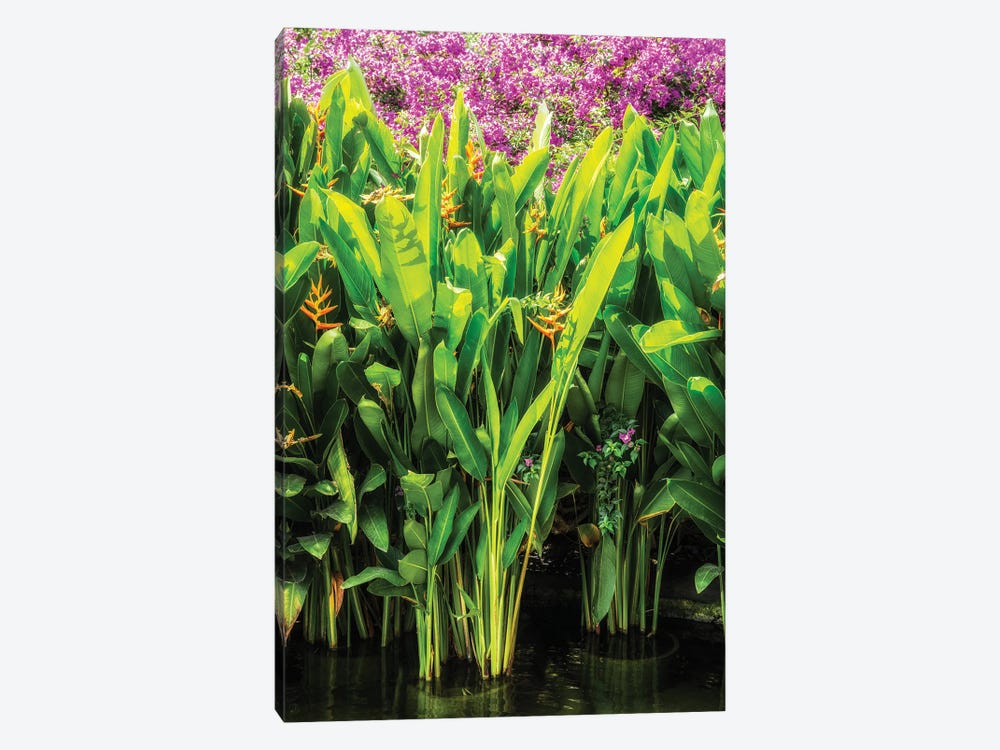 Heliconia by Philippe Hugonnard 1-piece Canvas Art Print