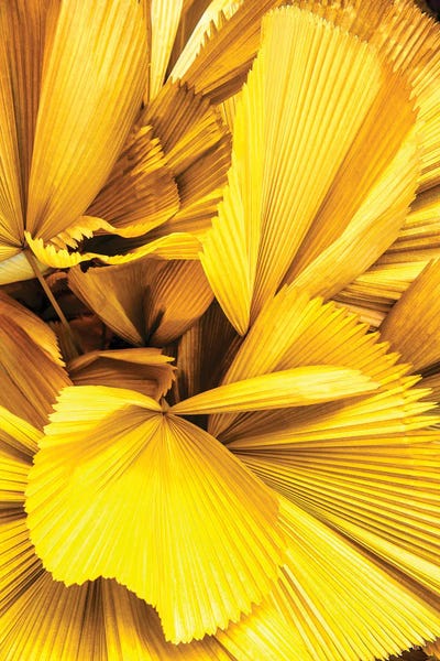 Yellow Palm Leaves by Philippe Hugonnard framed canvas print