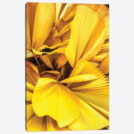 Yellow Palm Leaves Canvas Print #PHD2677} by Philippe Hugonnard Art Print