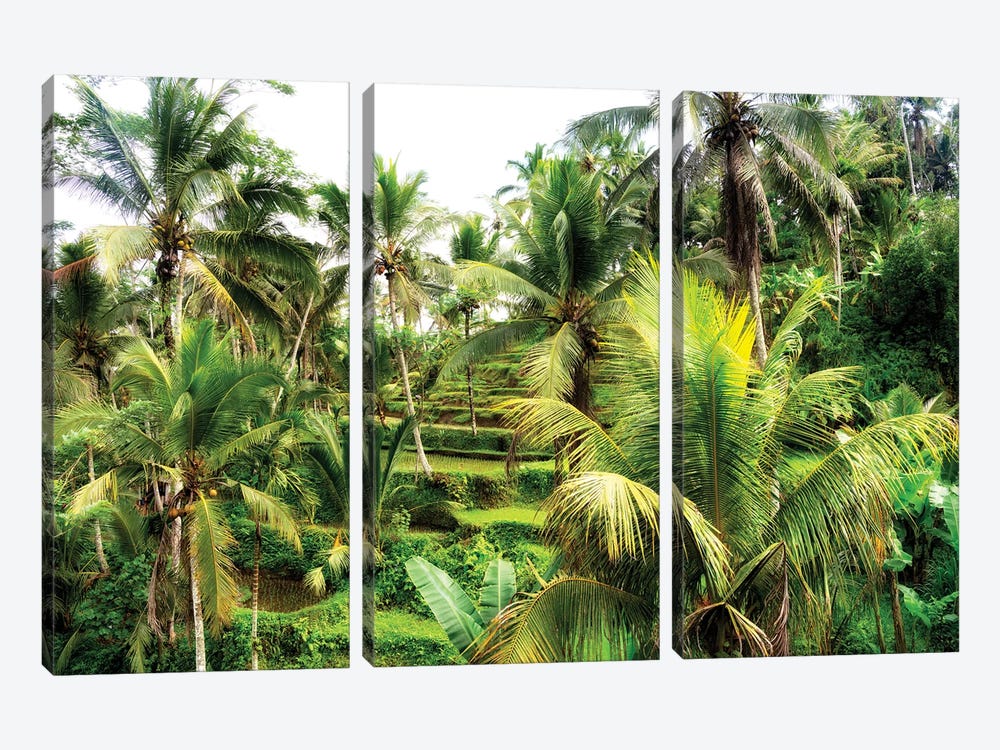 Rice Terraces Between Palm Trees by Philippe Hugonnard 3-piece Canvas Art