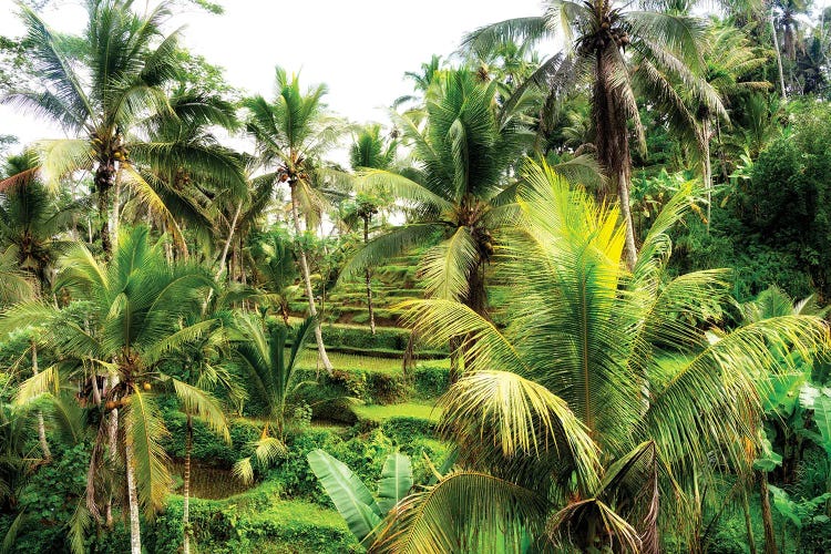 Rice Terraces Between Palm Trees