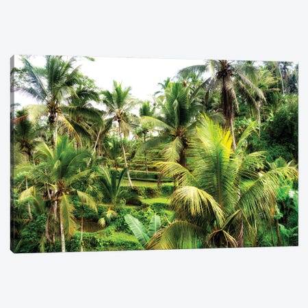 Rice Terraces Between Palm Trees Canvas Print #PHD2688} by Philippe Hugonnard Canvas Art Print