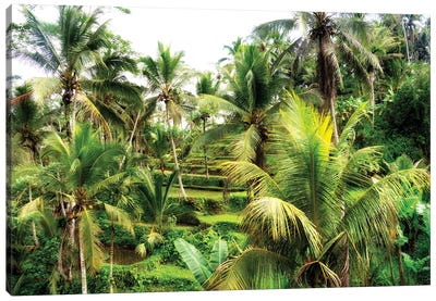 Rice Terraces Between Palm Trees Canvas Art Print