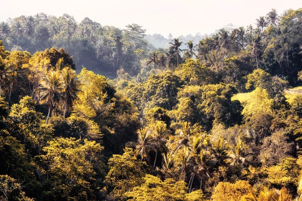 Monochromatic Photography: The Jungle by Philippe Hugonnard