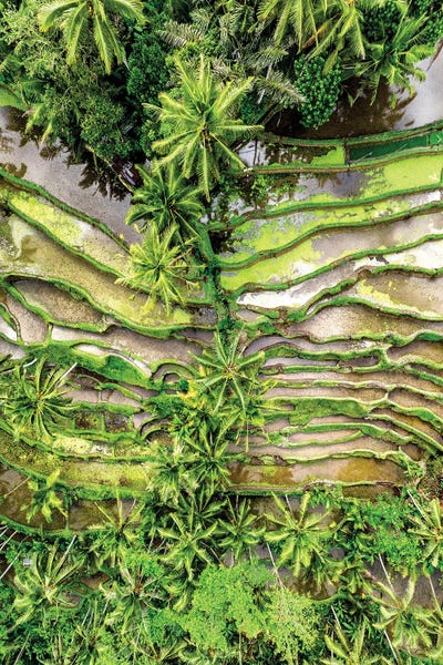 Ubud Rices Terraces by Philippe Hugonnard art print