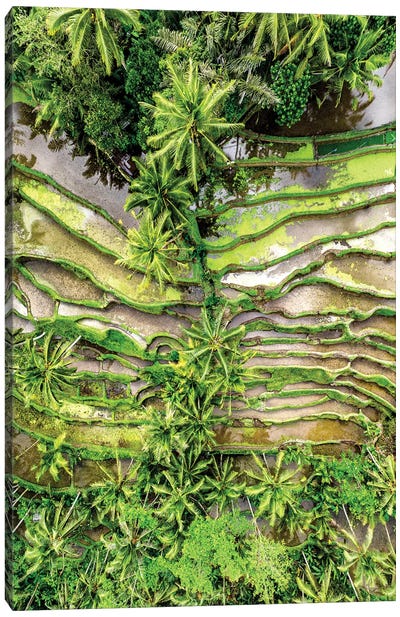 Ubud Rices Terraces Canvas Art Print