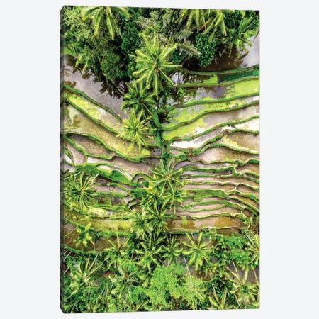 Ubud Rices Terraces Canvas Print #PHD2697} by Philippe Hugonnard Art Print