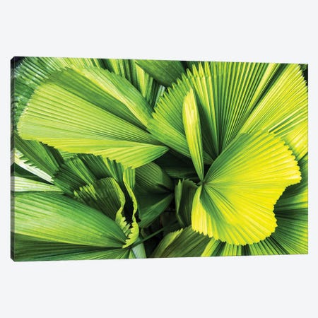 Palm Leaves Canvas Print #PHD2698} by Philippe Hugonnard Canvas Art