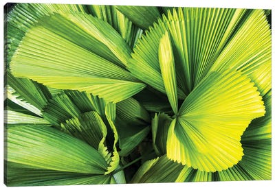 Palm Leaves Canvas Art Print - Monochromatic Photography