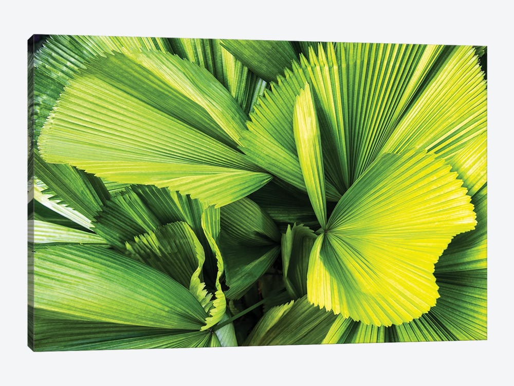 Palm Leaves by Philippe Hugonnard 1-piece Canvas Print