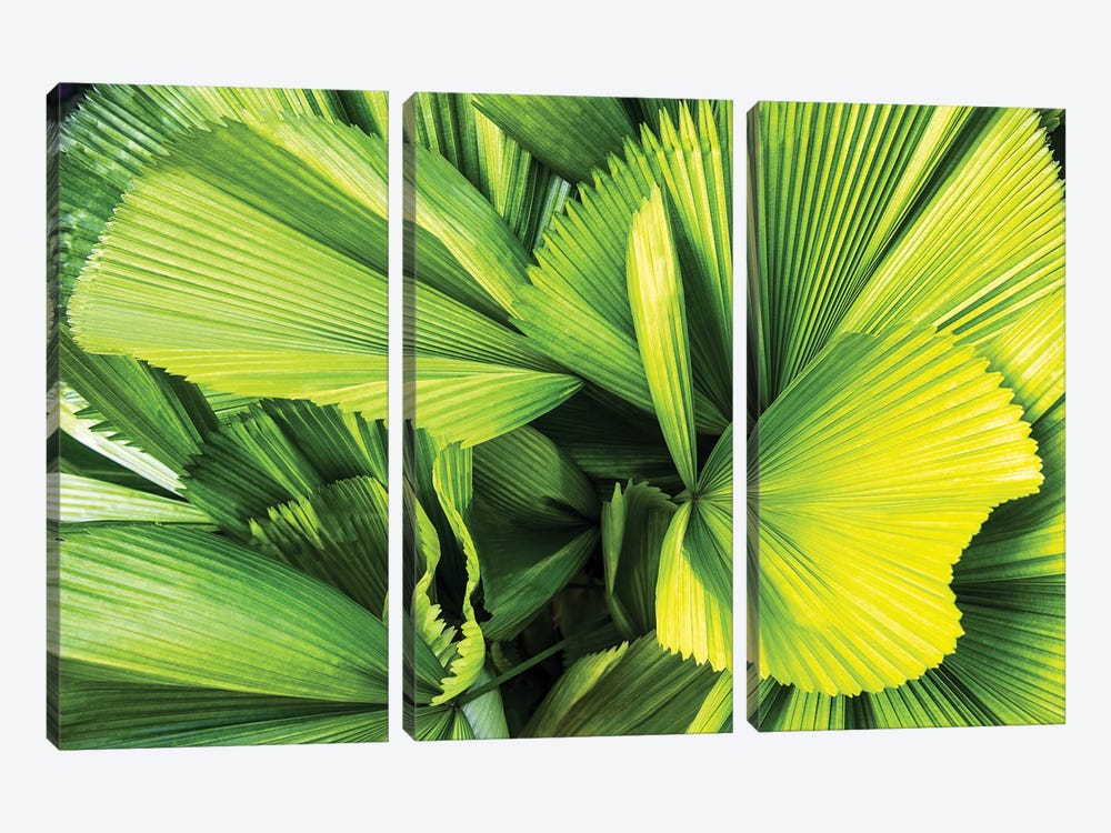 Palm Leaves by Philippe Hugonnard 3-piece Art Print