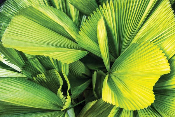 Abstracts In Nature: Palm Leaves by Philippe Hugonnard