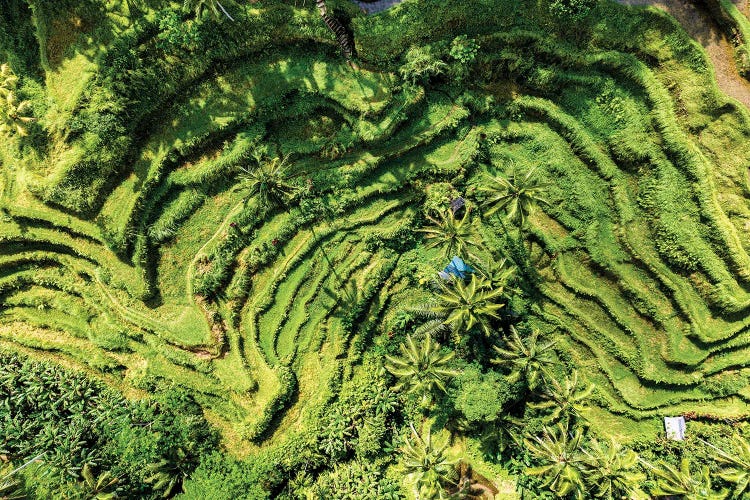 Tegallalang Rice Terraces