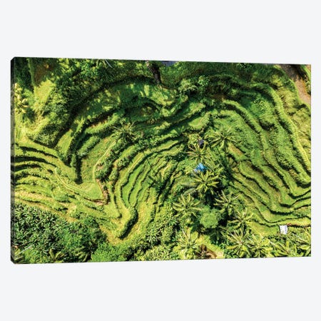 Tegallalang Rice Terraces Canvas Print #PHD2701} by Philippe Hugonnard Canvas Art