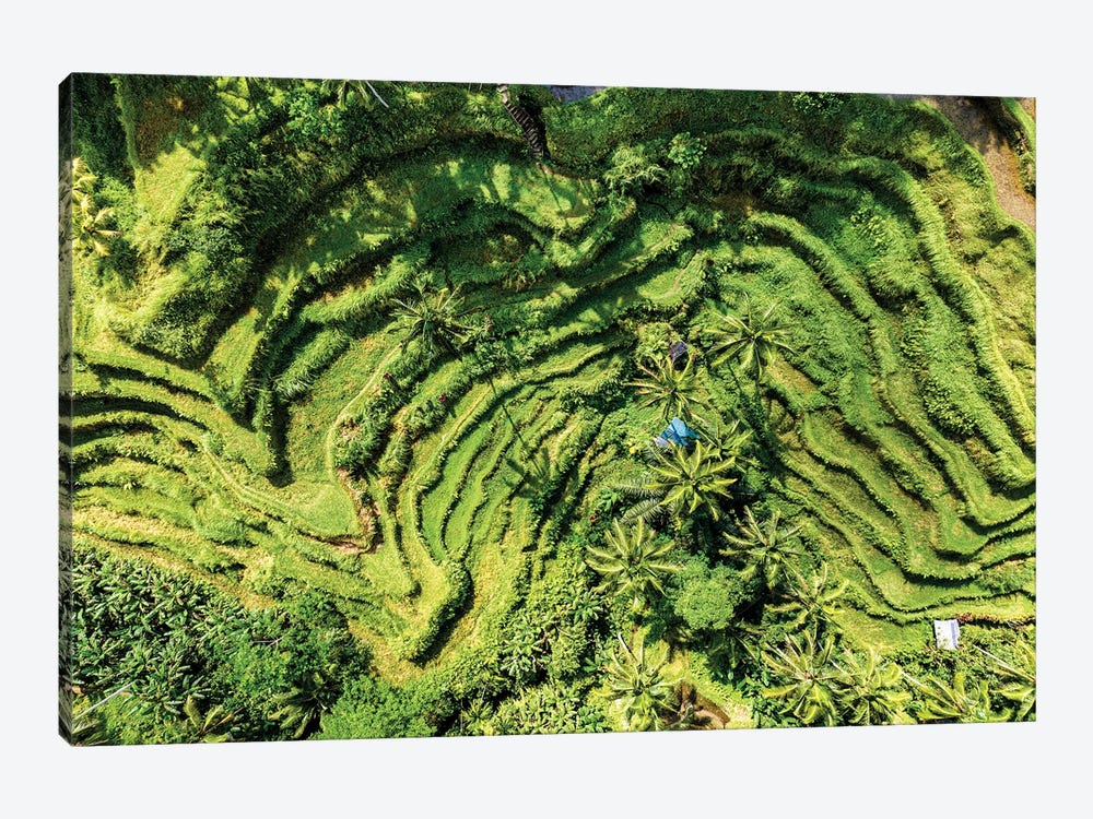Tegallalang Rice Terraces by Philippe Hugonnard 1-piece Canvas Art