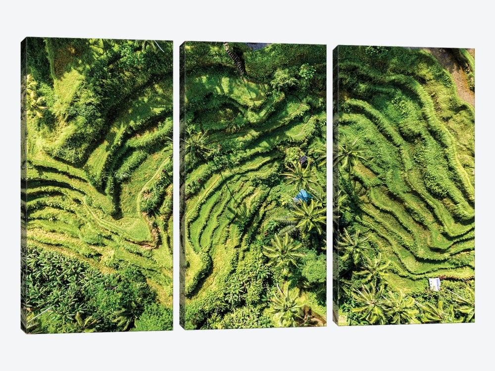 Tegallalang Rice Terraces by Philippe Hugonnard 3-piece Canvas Artwork