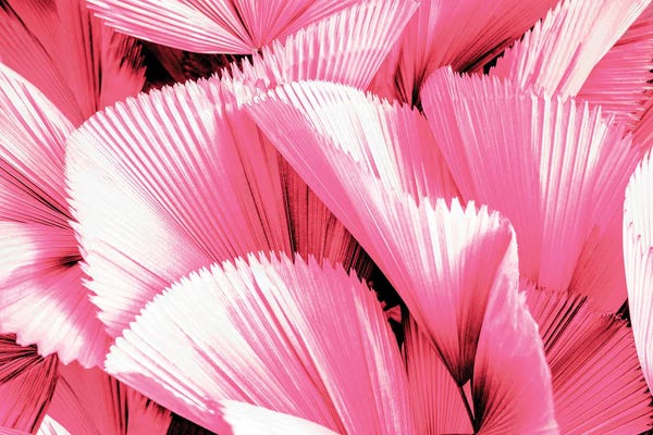 Black & Pink: Pink Palm Leaves by Philippe Hugonnard