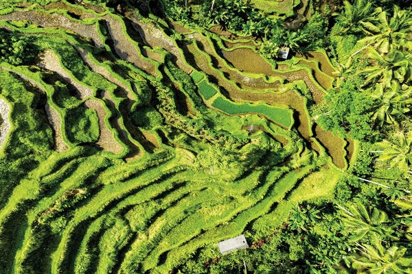 Abstracts In Nature: Tegallalang by Philippe Hugonnard