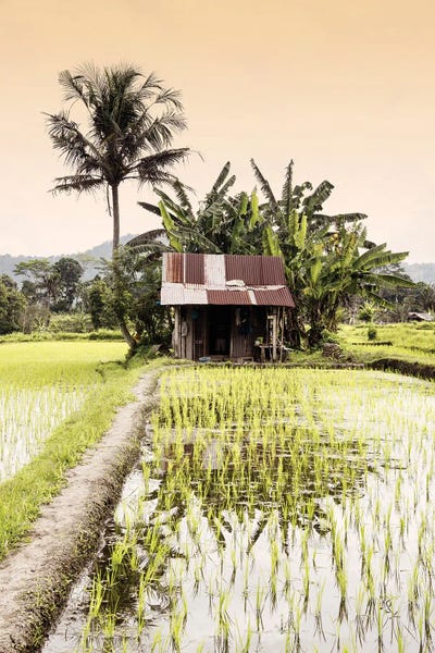 Indonesia: Beautiful Paddy Flieds by Philippe Hugonnard