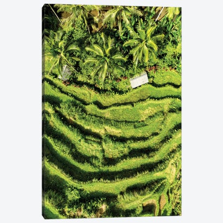 Wild Rice Terraces Canvas Print #PHD2752} by Philippe Hugonnard Art Print
