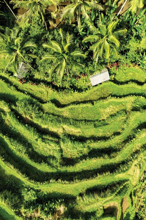 Wild Rice Terraces