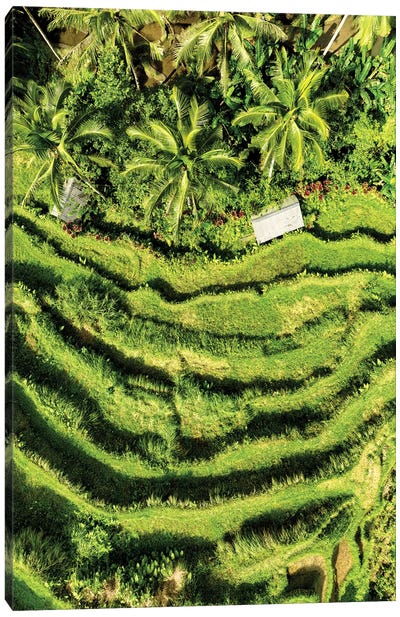 Wild Rice Terraces Canvas Art Print - Indonesia Art