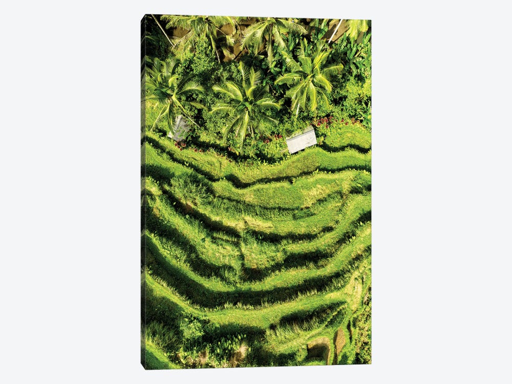 Wild Rice Terraces by Philippe Hugonnard 1-piece Canvas Wall Art